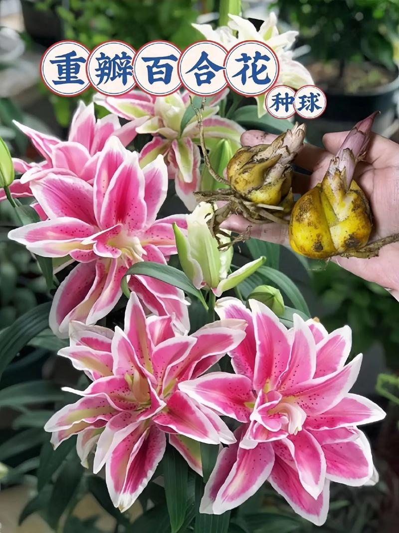 百合有毒吗?适合放家里吗?