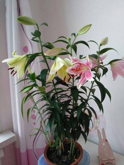 家里经常放百合花好吗