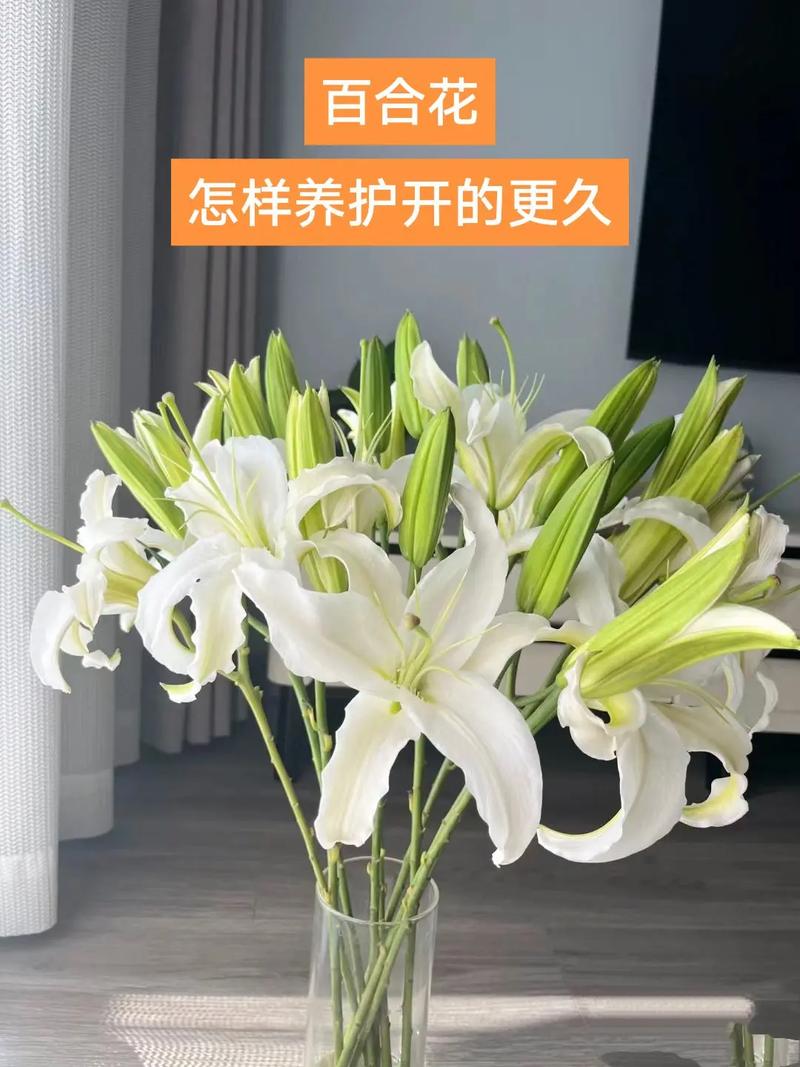 家里适合养百合吗百合适合在室内养吗