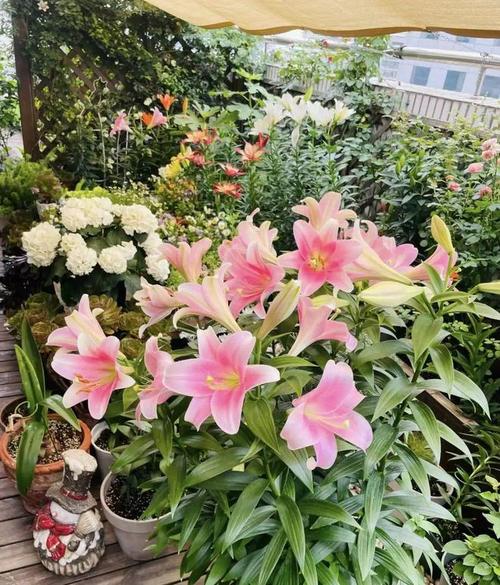 家里适合养百合花吗家里养百合花好不好