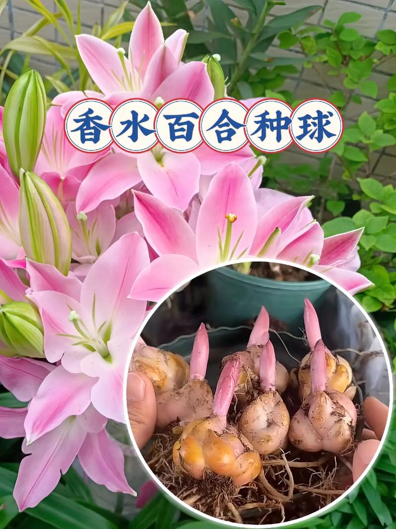 家中可不可以种百合花草家里适合养百合吗
