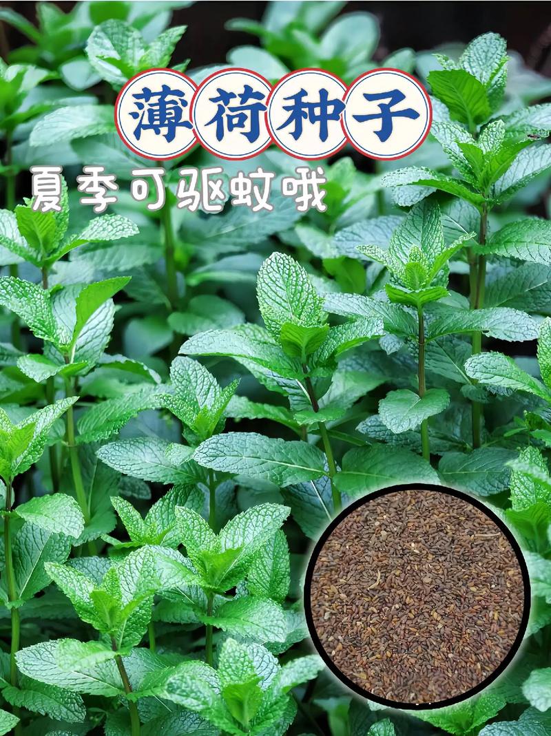薄荷种植方法有哪些