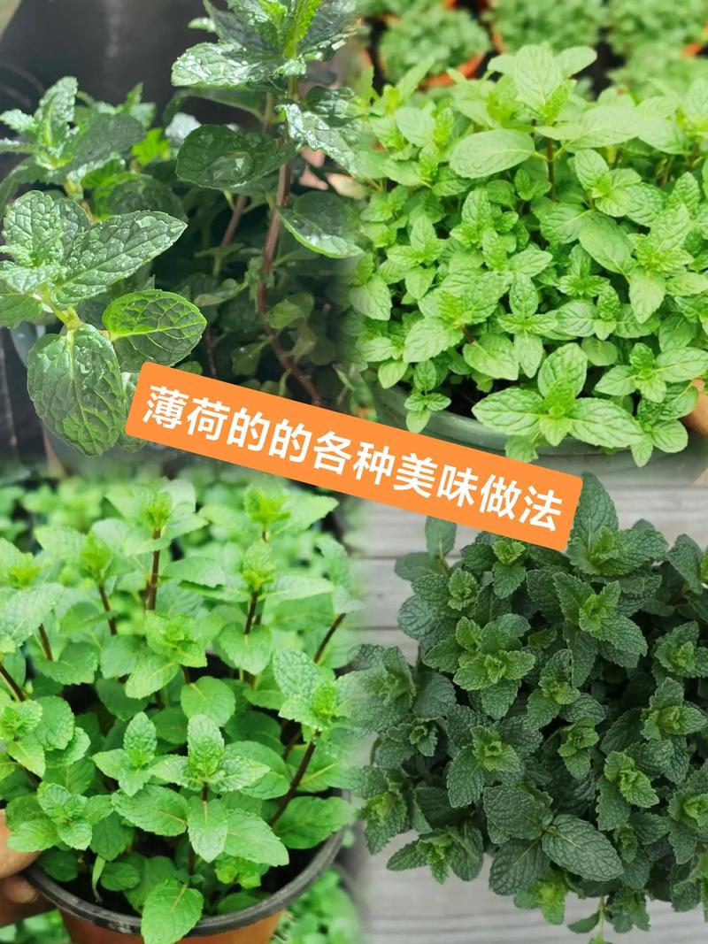 薄荷种植方法和注意事项