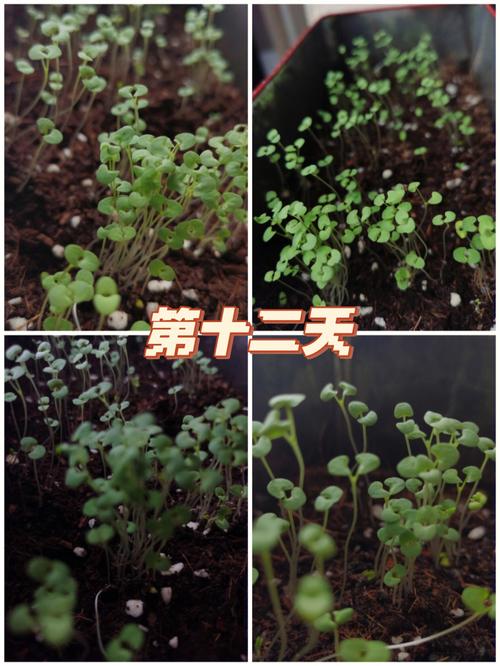 薄荷怎么种植方法和注意事项
