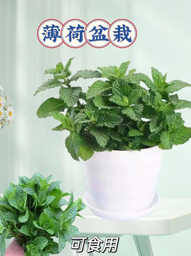 薄荷种植方法和时间