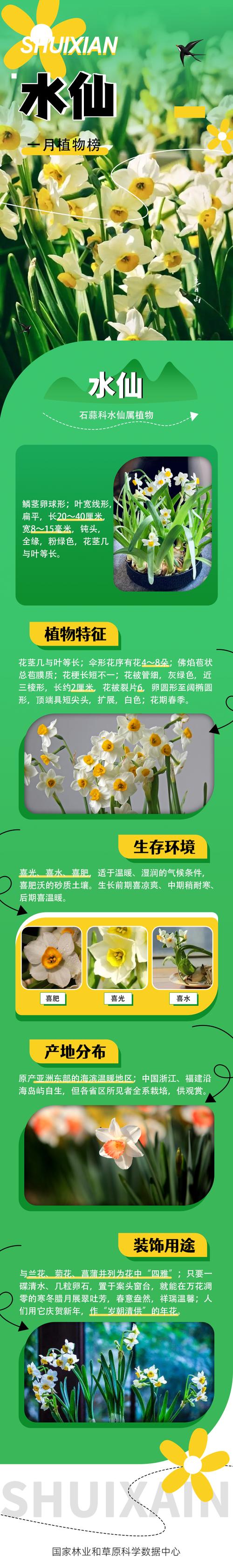 水仙花夏天怎么养,做好保存/浇水/不施肥成功养好水仙花