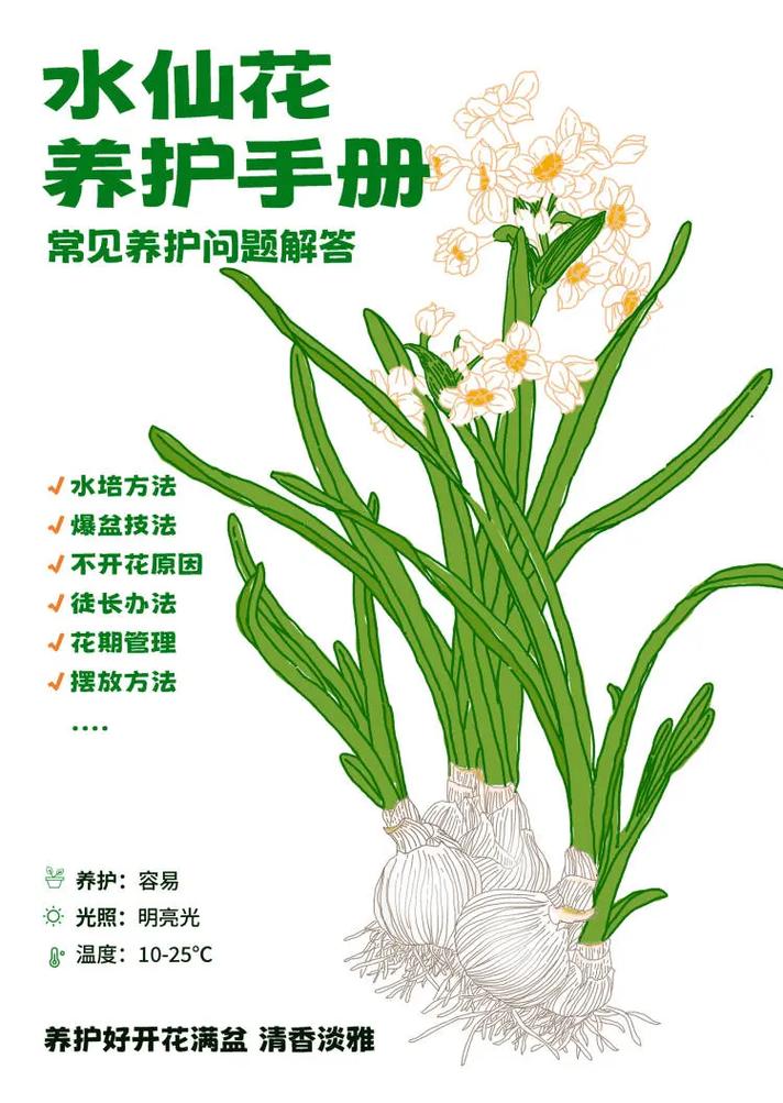 水仙花的养殖方法和注意事项