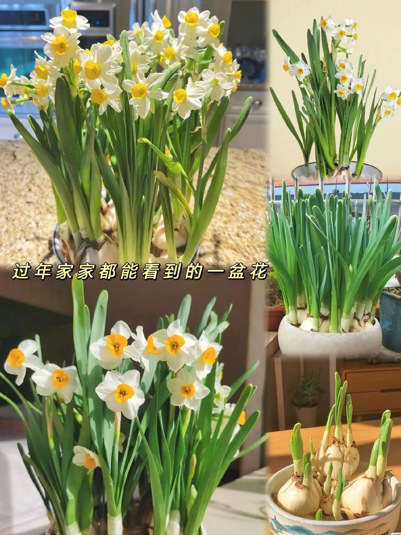 水仙花水培的养殖方法和注意事项