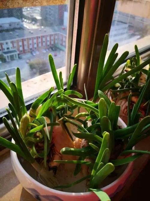 水仙花要怎么养,是否养段时间就死了?