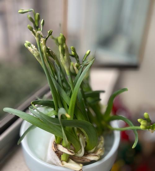 水仙开花后怎么养护