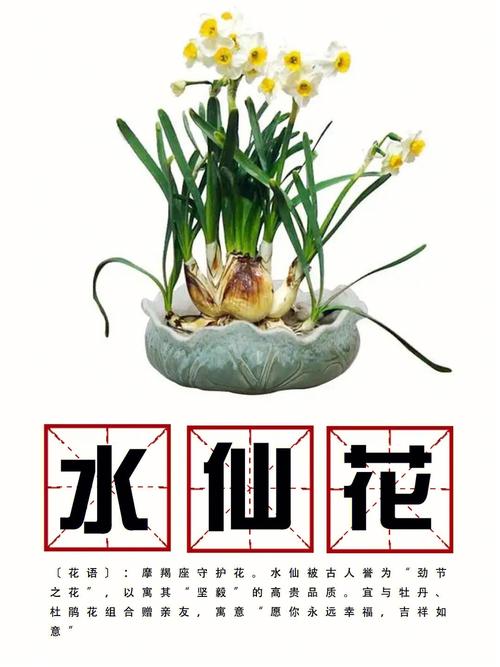 水仙花养殖方法和注意事项