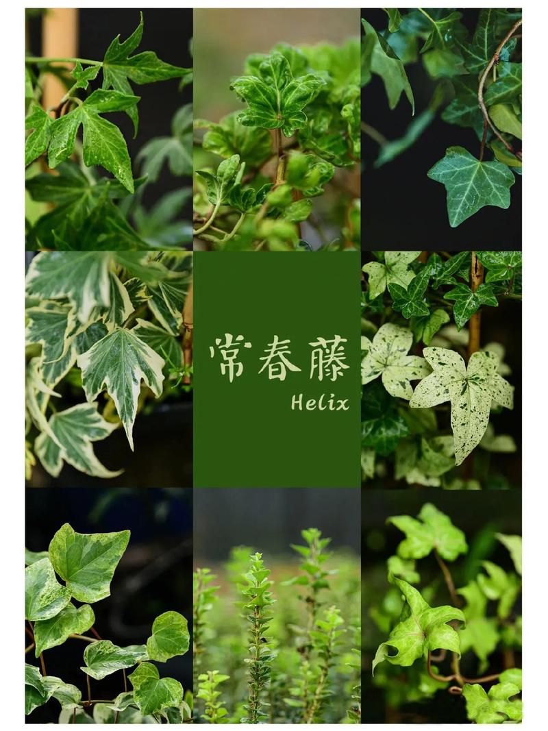 不同品种常春藤的生长习性(常春藤有哪些习性?)