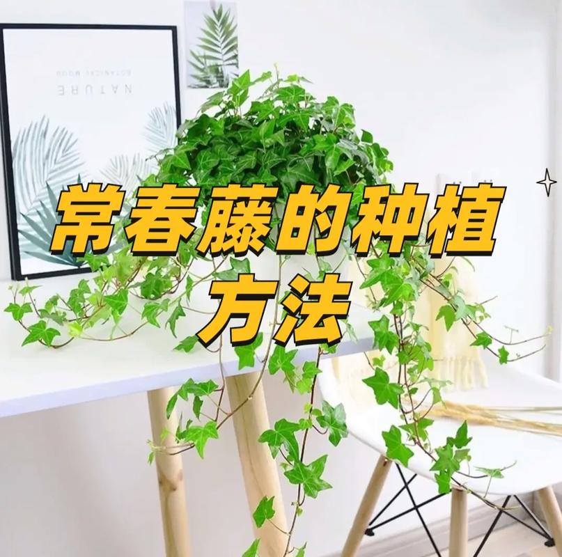 常青藤怎么养