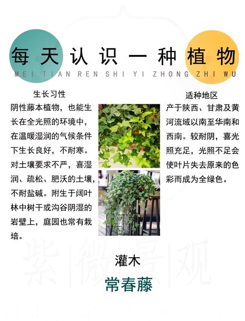 不同常春藤品种的生长习性