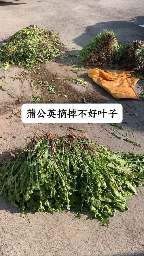 蒲公英叶子发黄怎么办处理方法