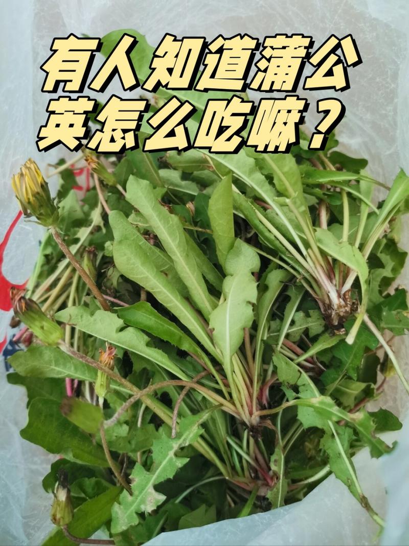 蒲公英怎样吃