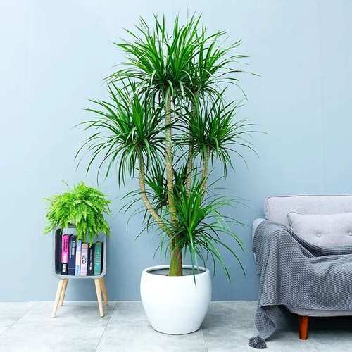 客厅养什么植物最旺风水