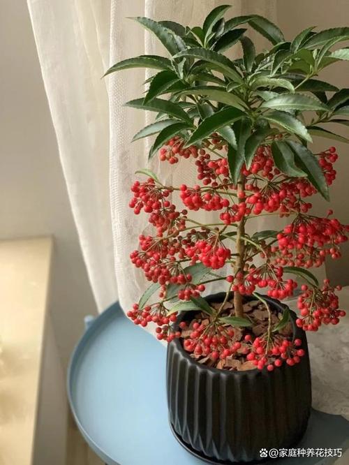客厅养什么植物风水好招财转运适合客厅养的风水转运植物