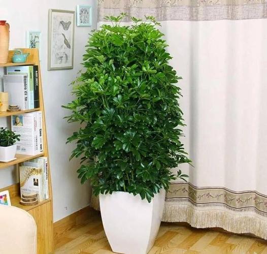 客厅放什么植物最旺风水