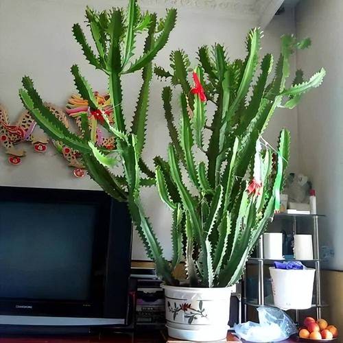 客厅适合放什么植物风水好