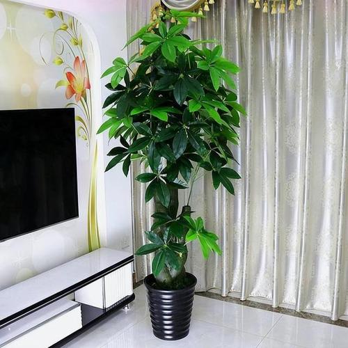关于客厅种养什么植物合适?