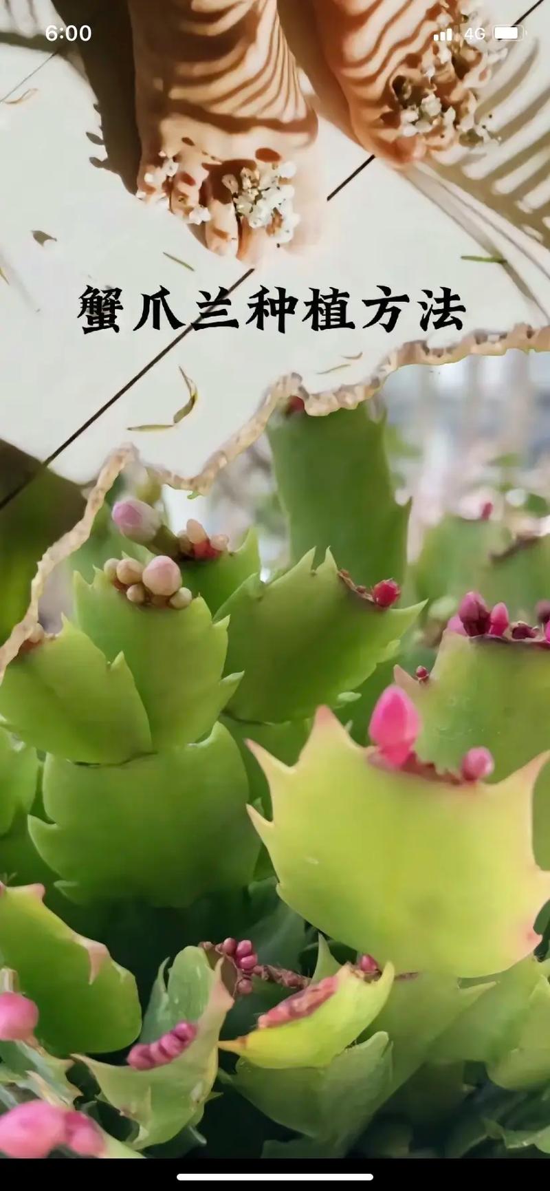 花卉蟹爪兰的养殖方法