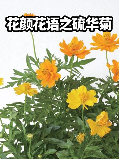 硫华菊和花菱草有什么区别