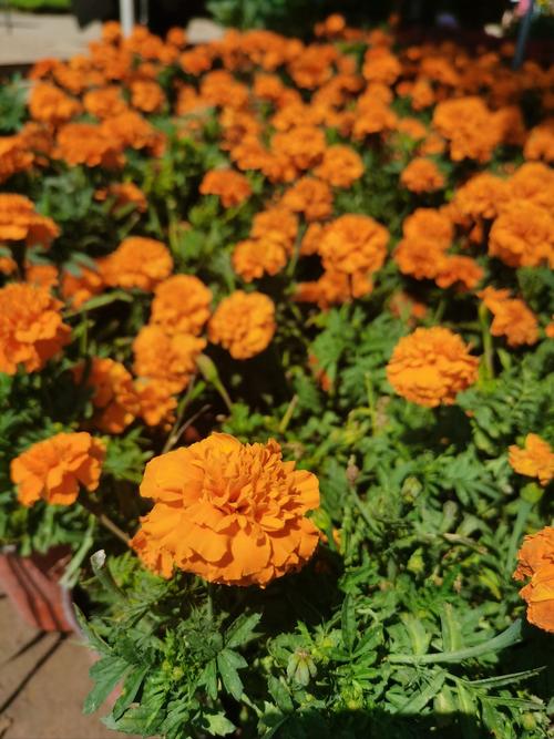 春季开花的草花品种有哪些呢