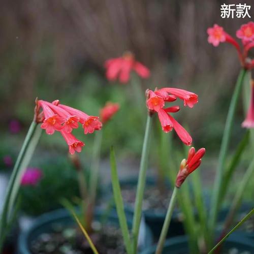 耐寒常绿草本花