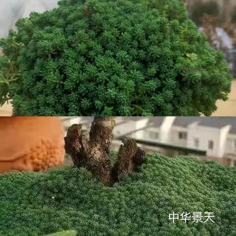 地被花卉种类