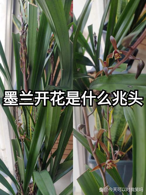 春兰蕙兰建兰墨兰的区别图解