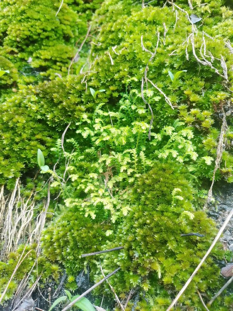 常见的10种苔藓植物是什么?