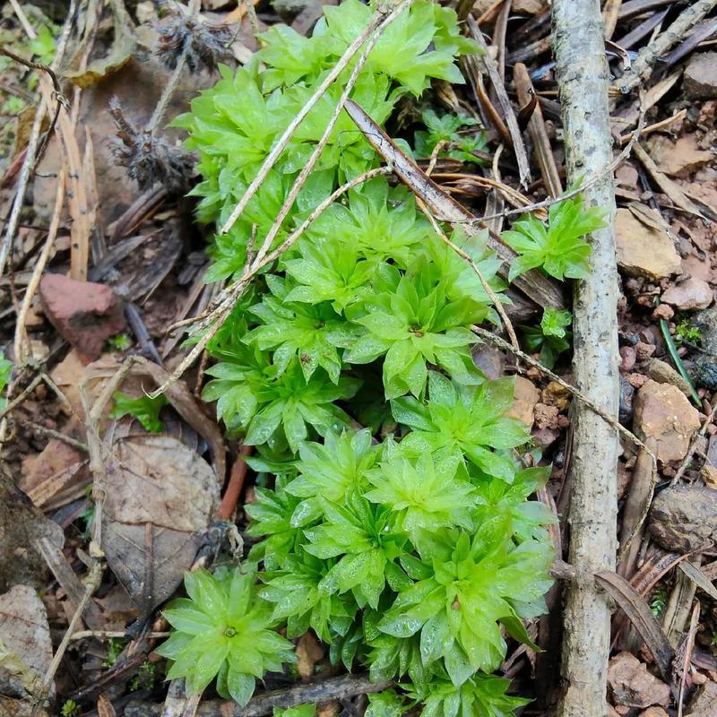 常见的苔藓植物有哪些有哪几种常见的苔藓植物