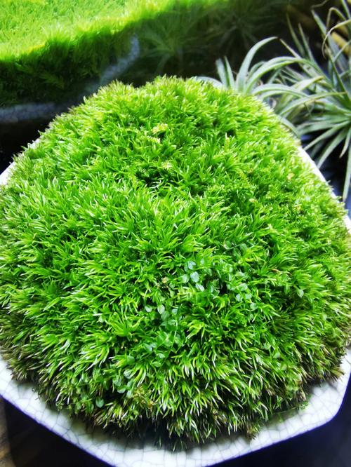 家养苔藓植物有哪些
