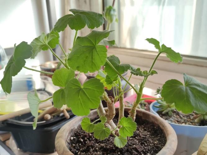 天竺葵光长叶子不开花原因及解决方法