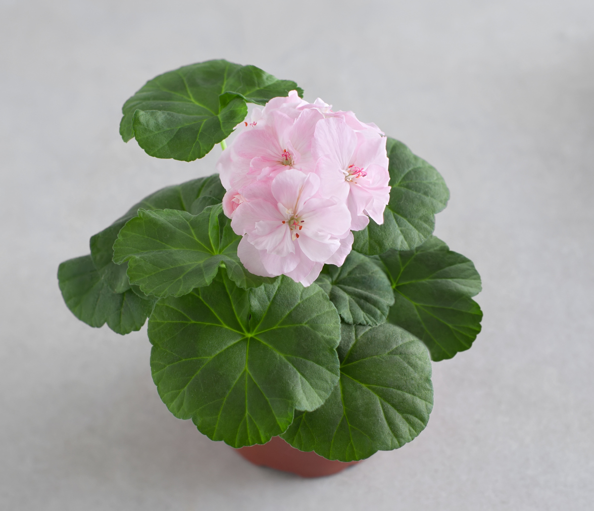 天竺葵光长叶子不开花怎么办