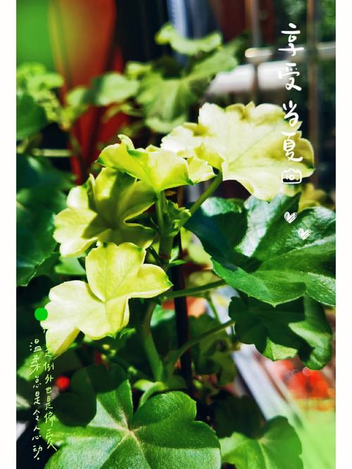 天竺葵光长叶子不开花是怎么回事