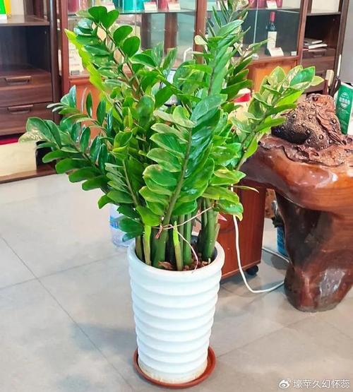 镇宅招财旺人最厉害植物