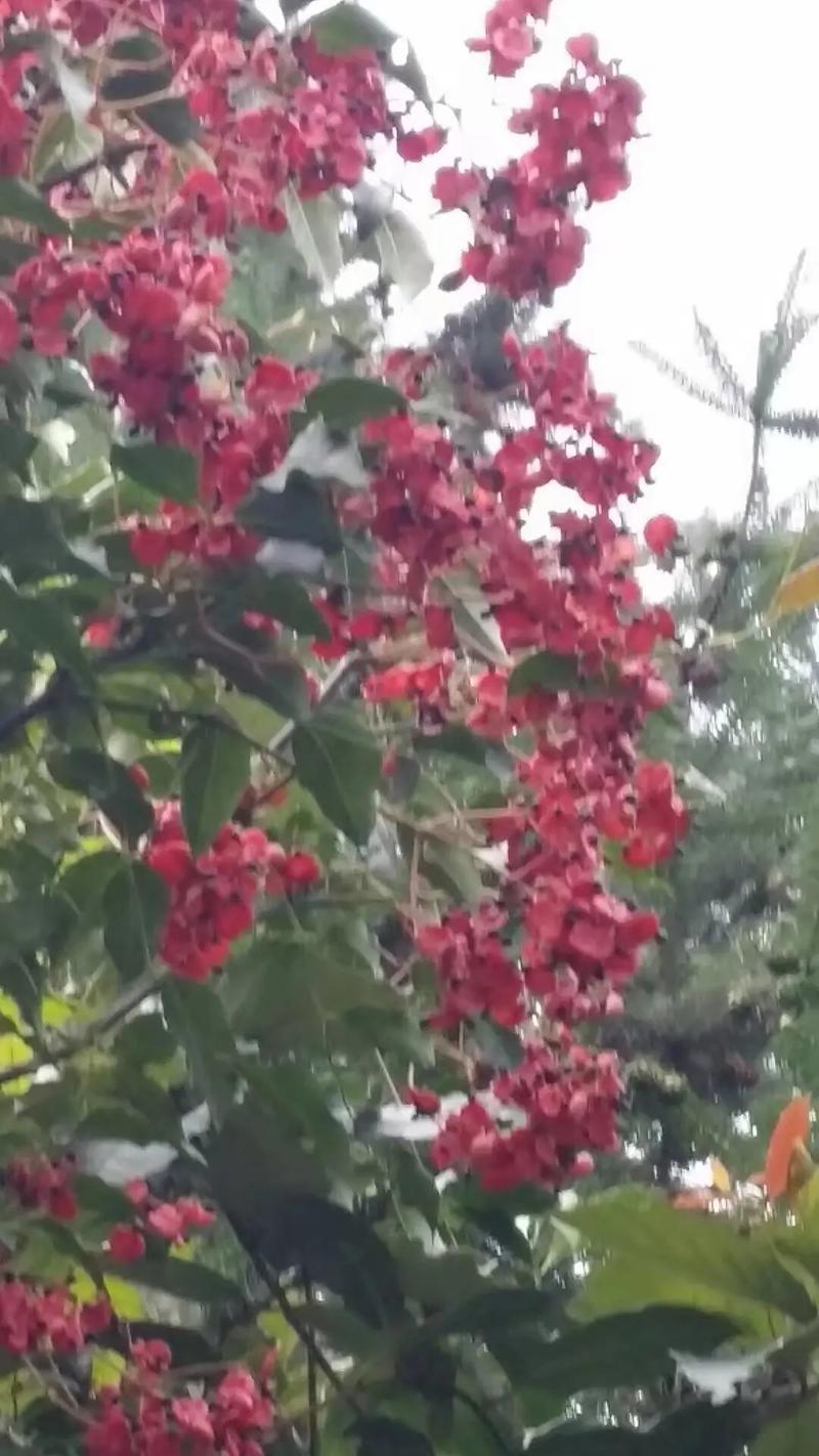 卫矛属植物的主要价值?
