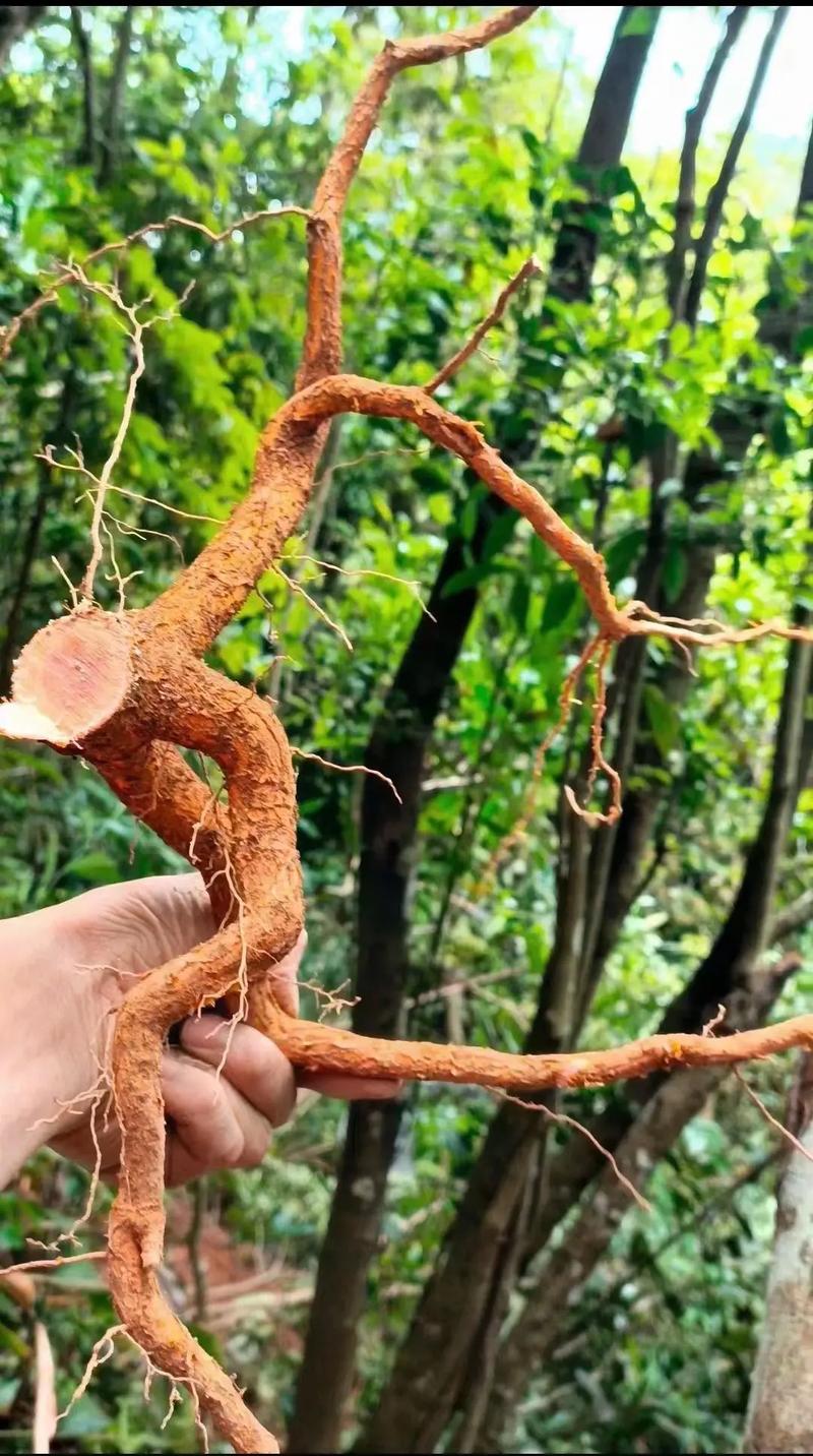 卫茅有什么作用?
