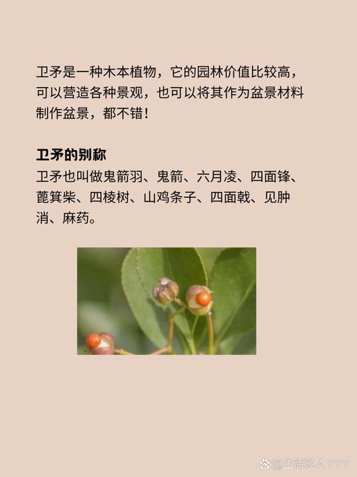 卫矛是一种木本植物