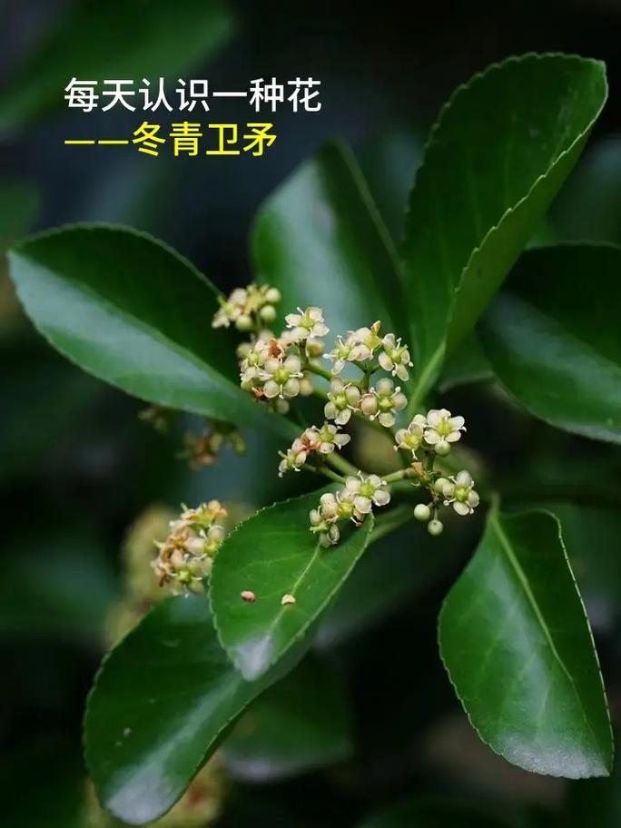 卫矛的功效与作用