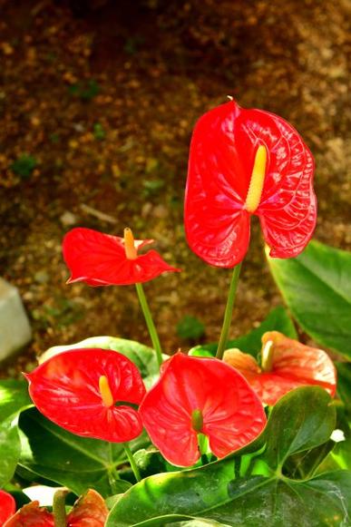 何花竹开花吗?
