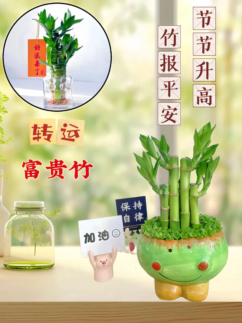 荷花竹与富贵竹区别