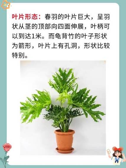 仙羽蔓绿绒和春羽区别