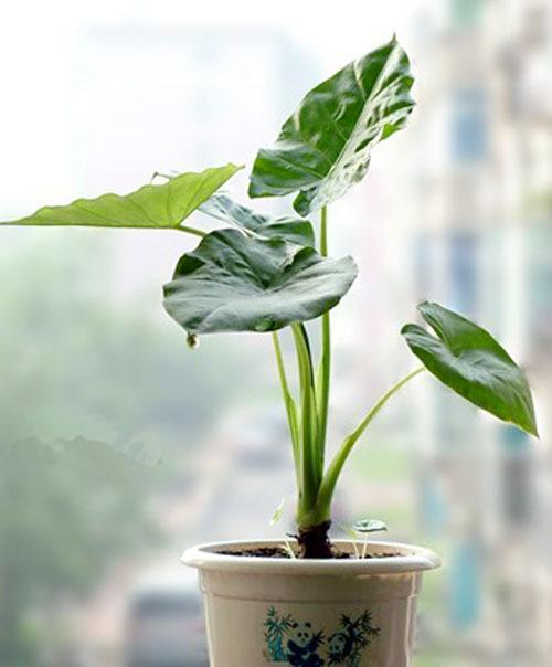 这花叫啥?担心会不会是滴水观音?