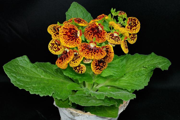 蒲包花要怎么养?总是养不好?掌握这些轻松养出娇俏艳丽的蒲包花!