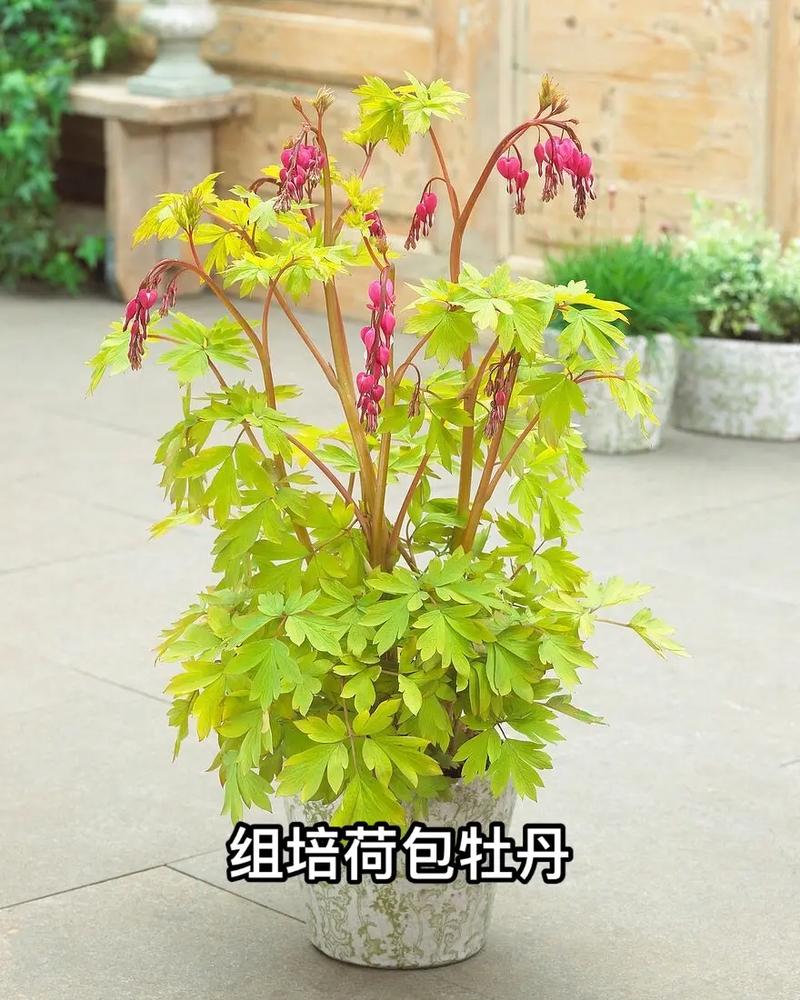 荷包花的养殖方法是什么