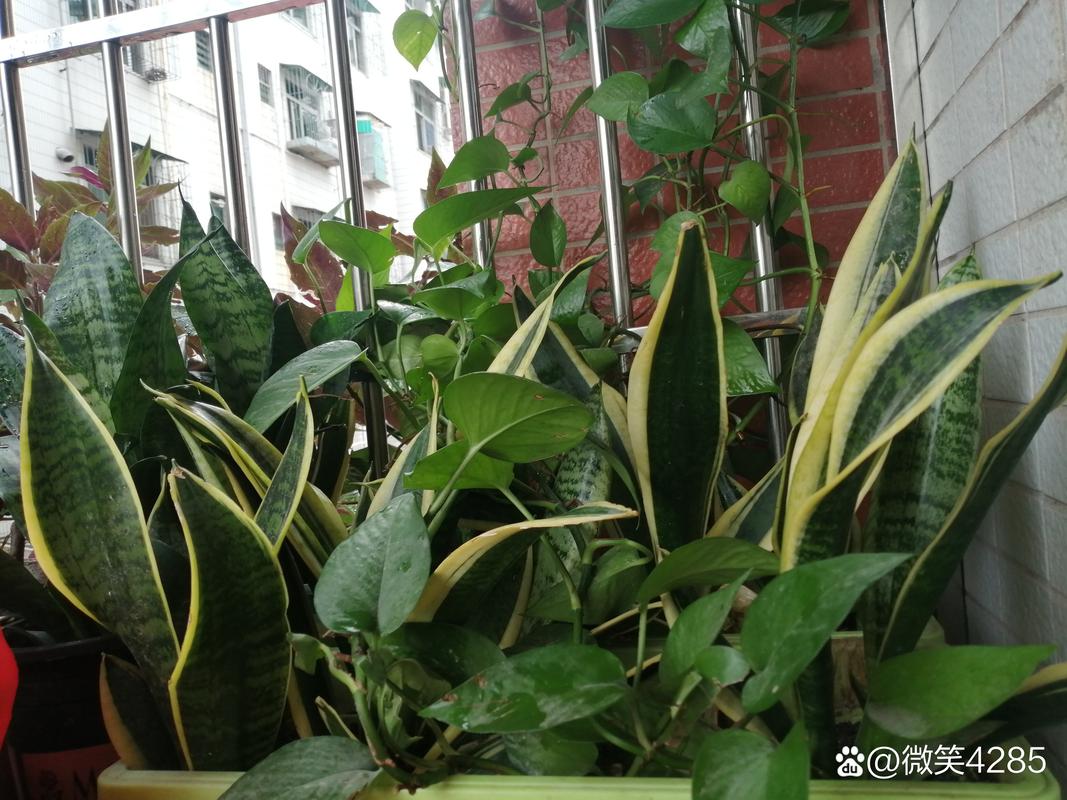 绿萝虎皮兰……长出这种斑,提高警惕,否则过几天就死光!