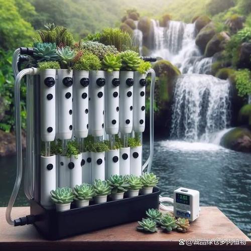 多肉可以用水养吗,可水培不过需勤换水